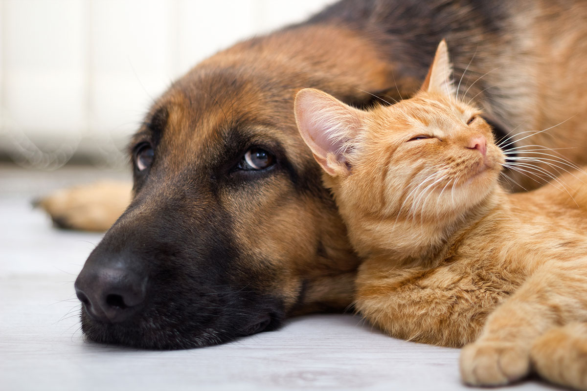 Perro bewuste diervoeding voor hond en kat